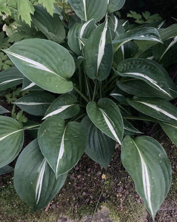 Snake Eyes(Large) hosta