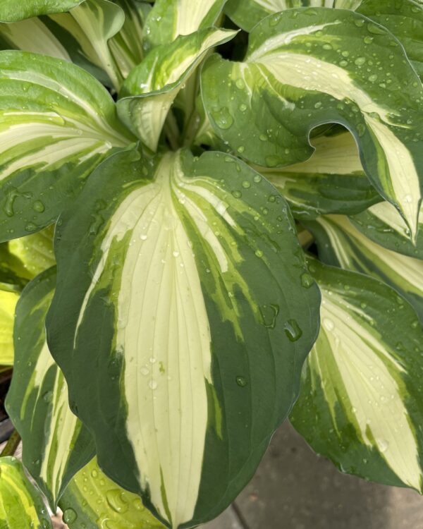 Vulcan hosta