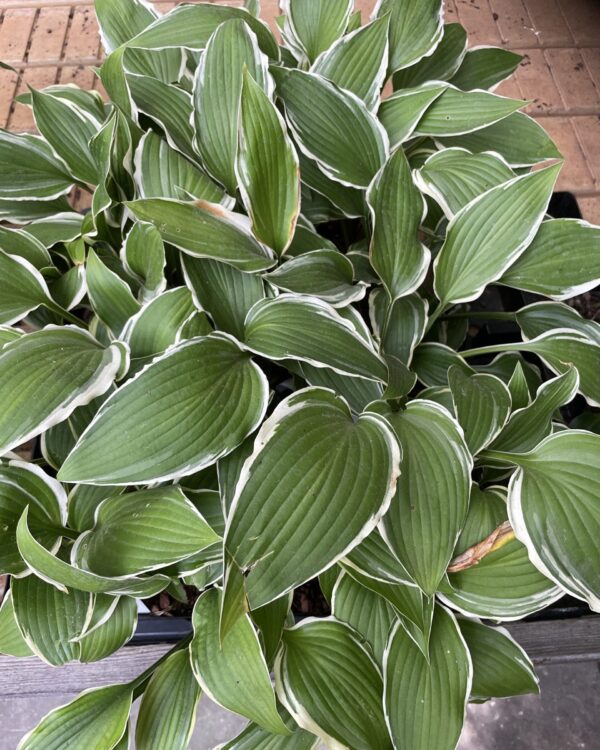 Soft Shoulders(Medium) hosta