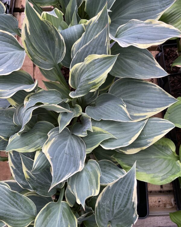 Poker(Medium-large) hosta