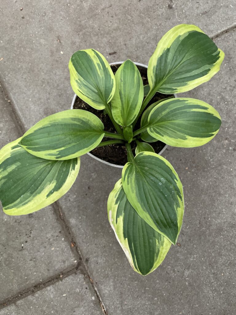 Austin Dickinson(Medium) hosta