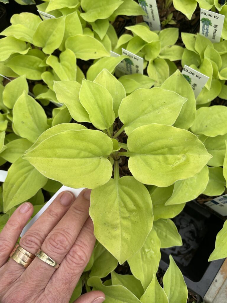 My Precious(mini) hosta