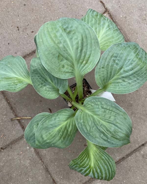 Dixie Ghost(Medium) hosta