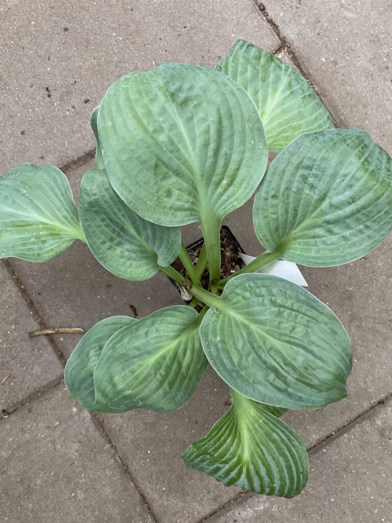 Dixie Ghost(Medium) hosta