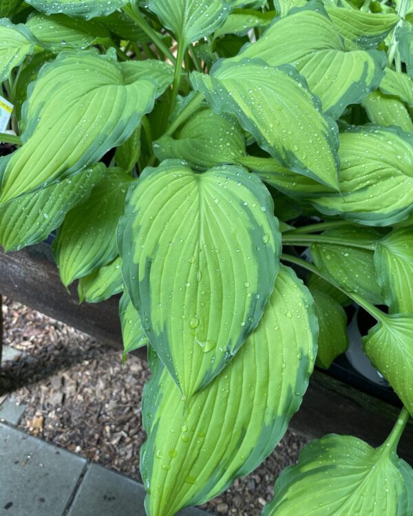 Lady Guinevere(Medium) hosta