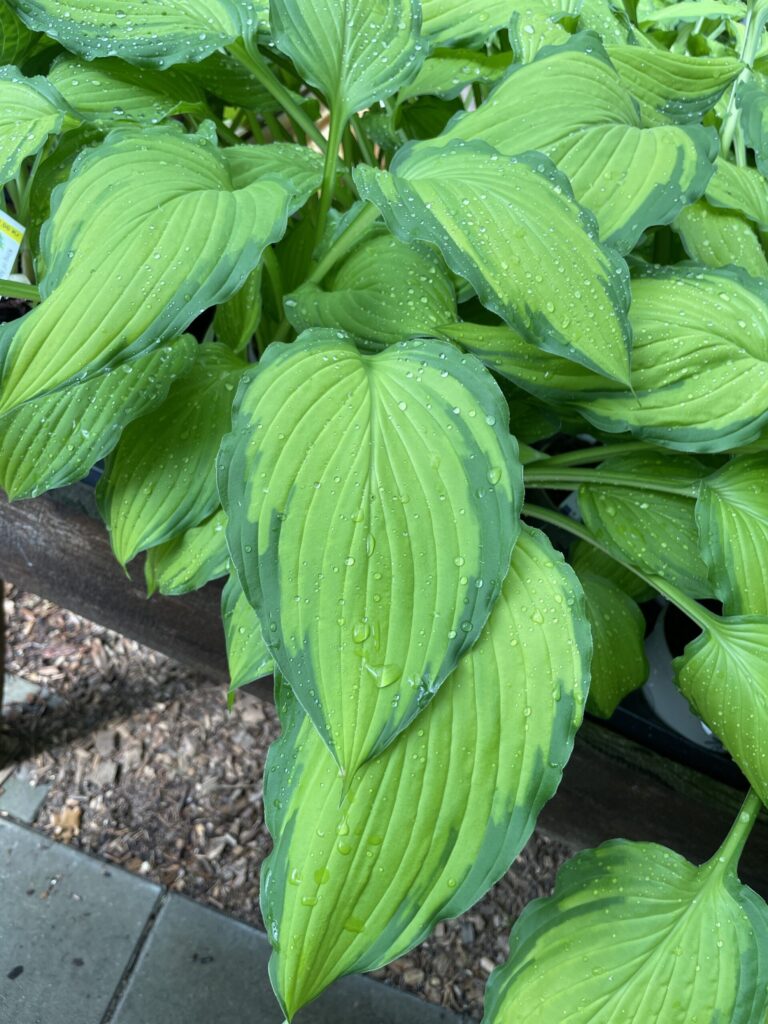 Lady Guinevere(Medium) hosta