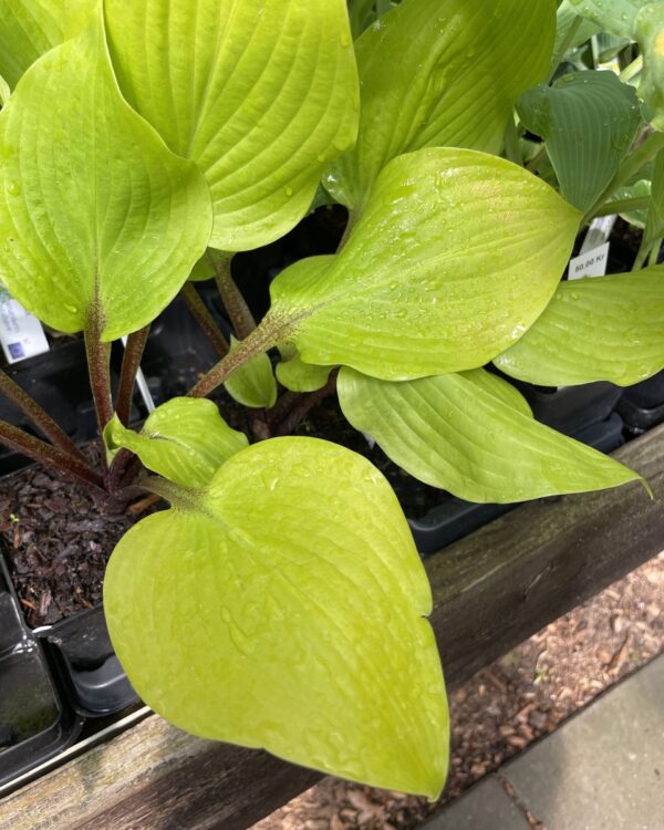 Hotshot(Medium) hosta