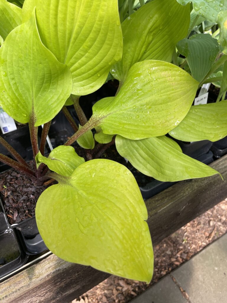 Hotshot(Medium) hosta