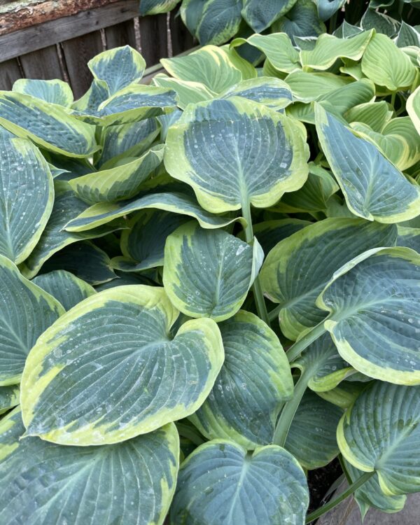 Flemish Tradition(Large) hosta