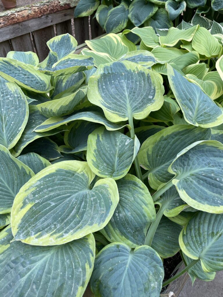 Flemish Tradition(Large) hosta