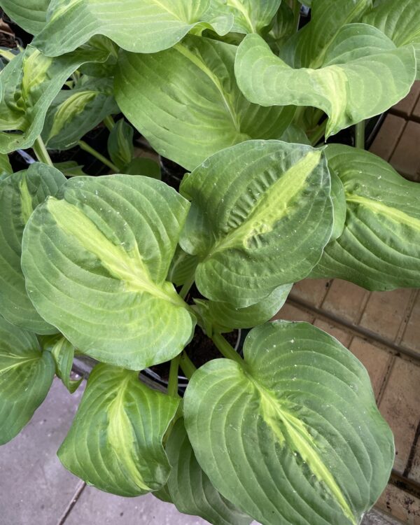 Mango Tango(Medium) hosta