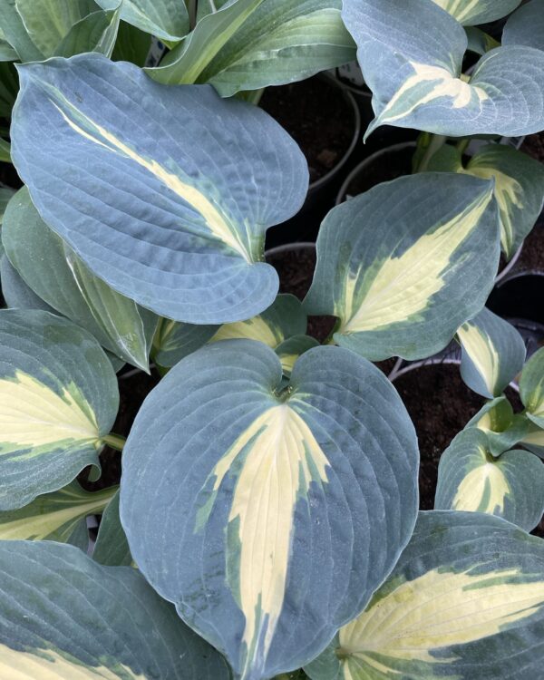 Thunderbolt(Medium-Large) hosta