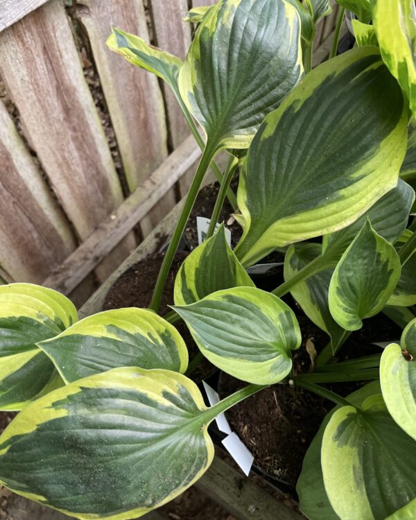 Anne(Medium-Large) hosta