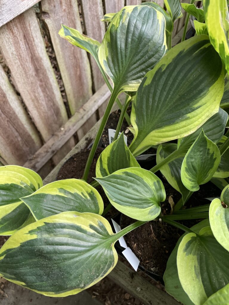 Anne(Medium-Large) hosta