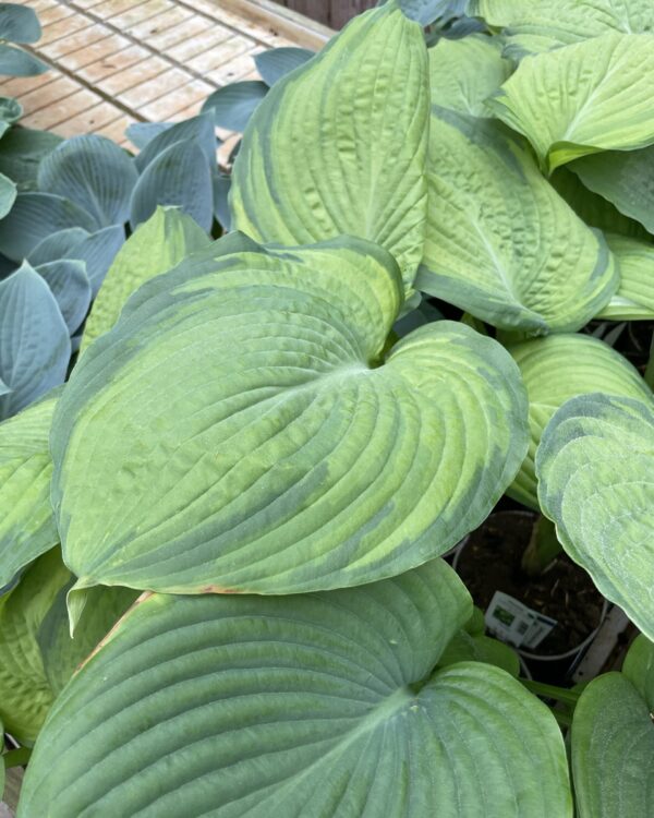 California Gold Rush (large) hosta