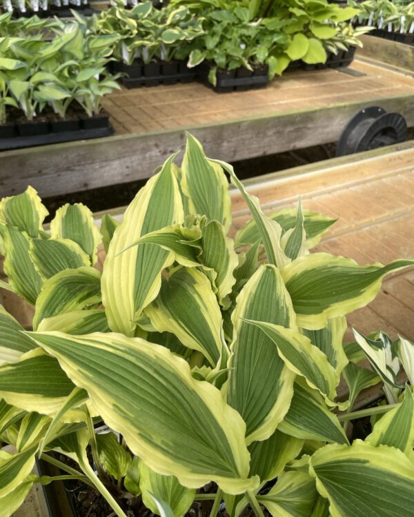 Long Tail Lights(Medium) hosta