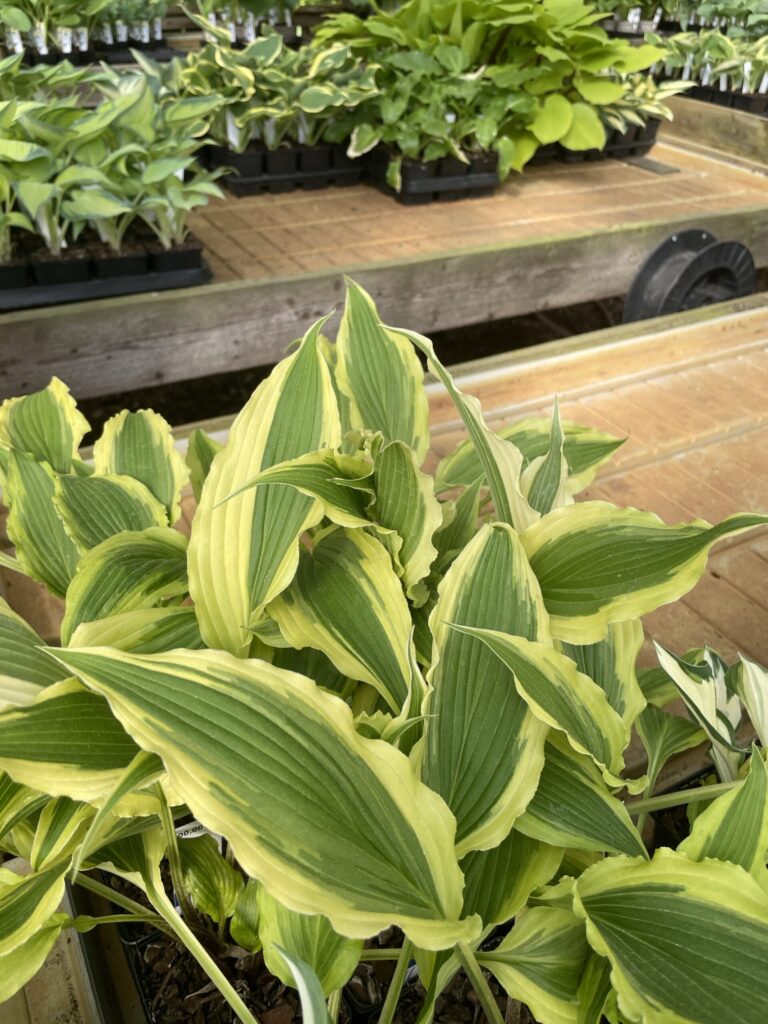 Long Tail Lights(Medium) hosta