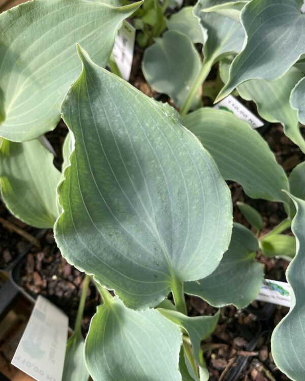 Tears in heaven(medium) hosta