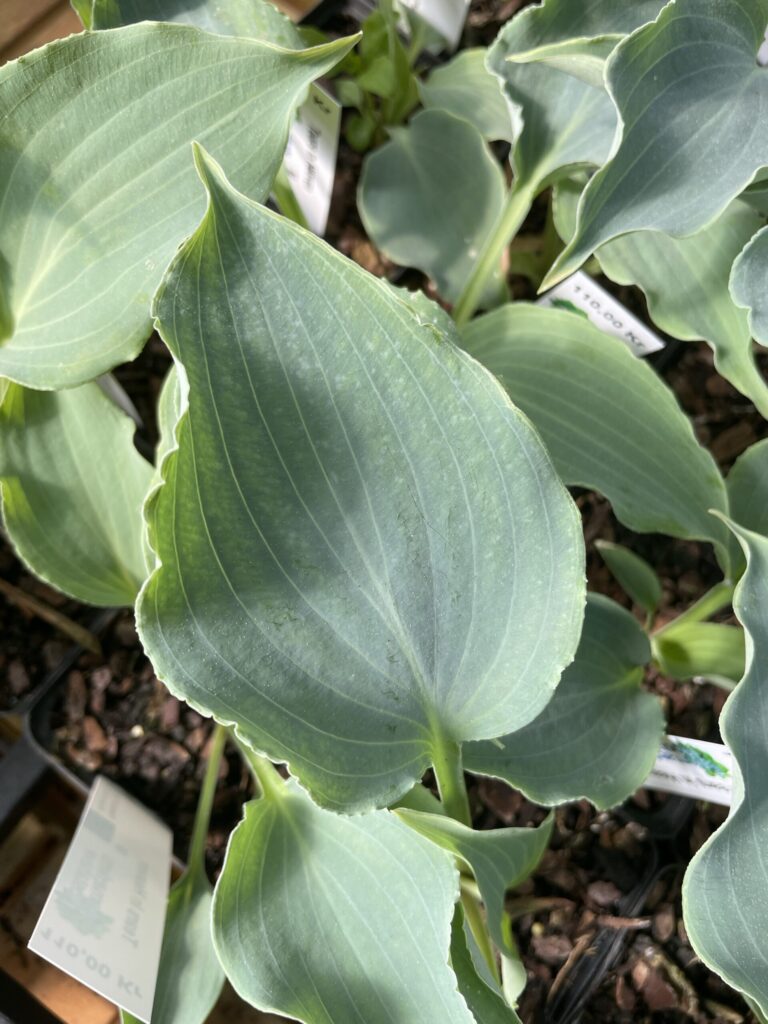 Tears in heaven(medium) hosta