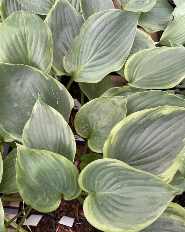 Wu La La(XL) hosta