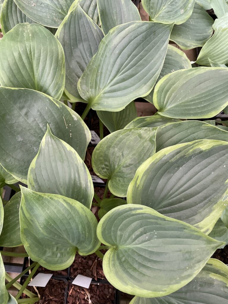 Wu La La(XL) hosta