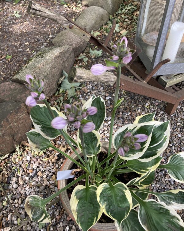 Karin(Medium) hosta