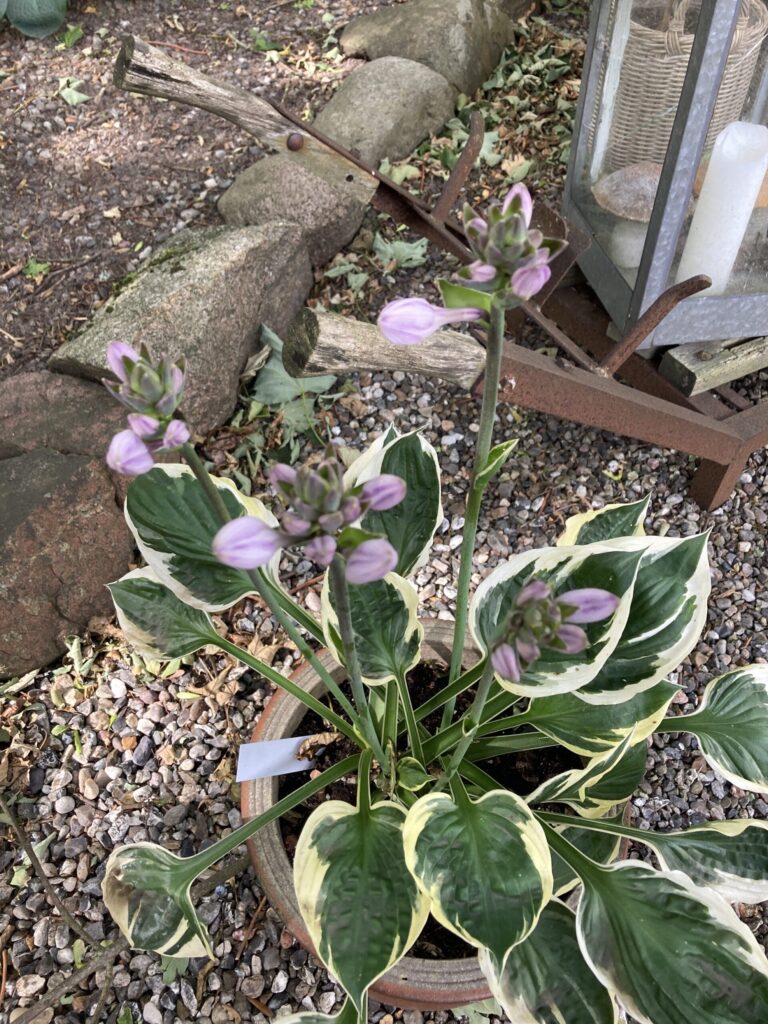 Karin(Medium) hosta