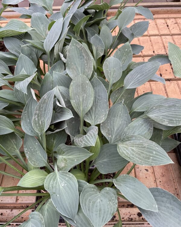 Blue Impression(Medium) hosta