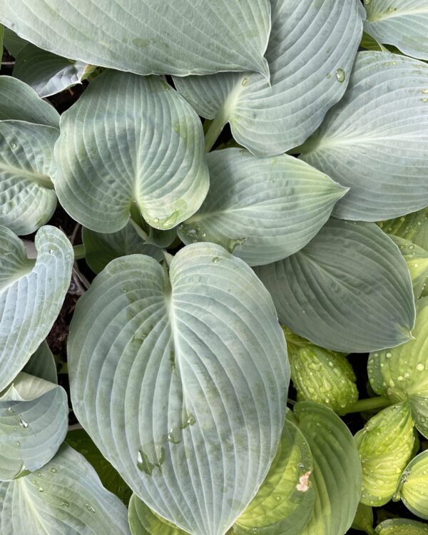 Blue Vision(Large) hosta