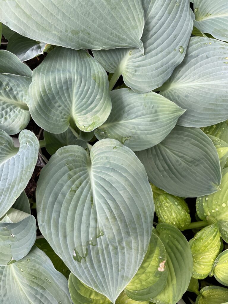 Blue Vision(Large) hosta