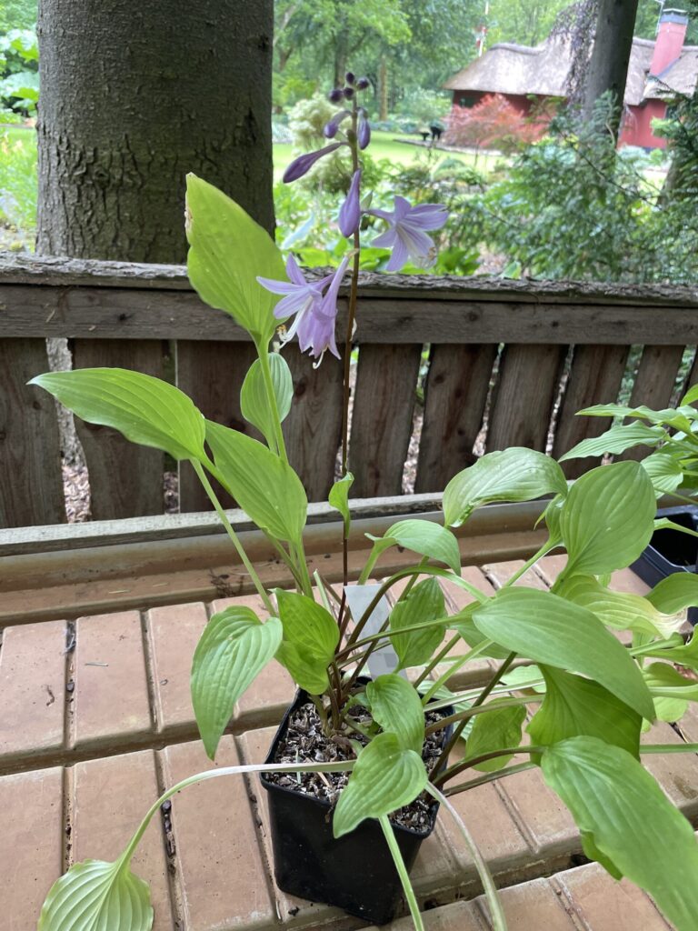 Purple and Gold(Small) hosta