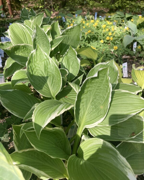 Undulata Albomarginata(Medium-large) hosta