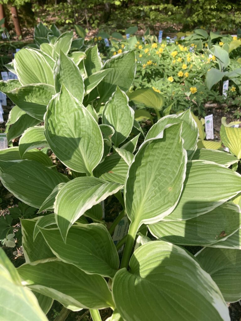 Undulata Albomarginata(Medium-large) hosta