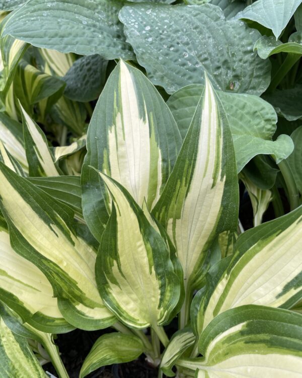 Cool as a Cucumber(Medium) hosta