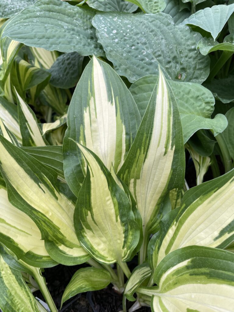 Cool as a Cucumber(Medium) hosta