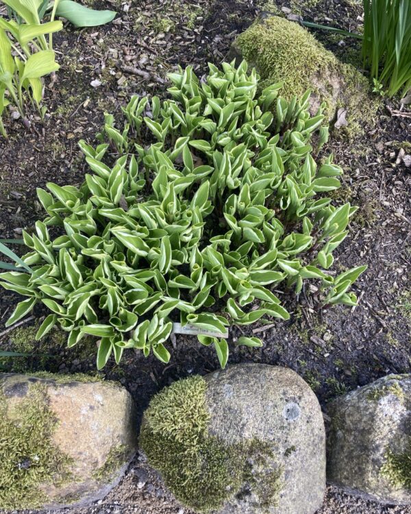 Diamond Tiara(Small-Medium) hosta