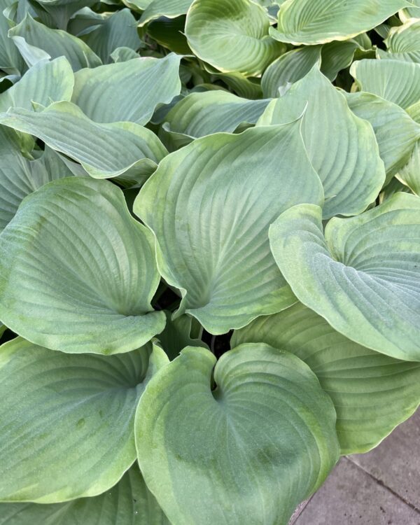 Sum of all(XL) hosta