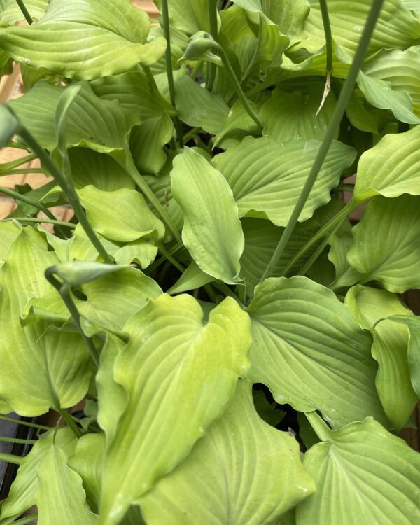 Mrs. Minky(small-medium) hosta