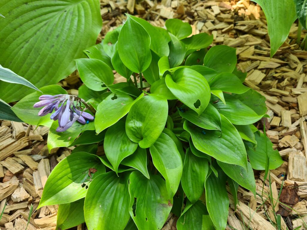 Appletini(small) hosta