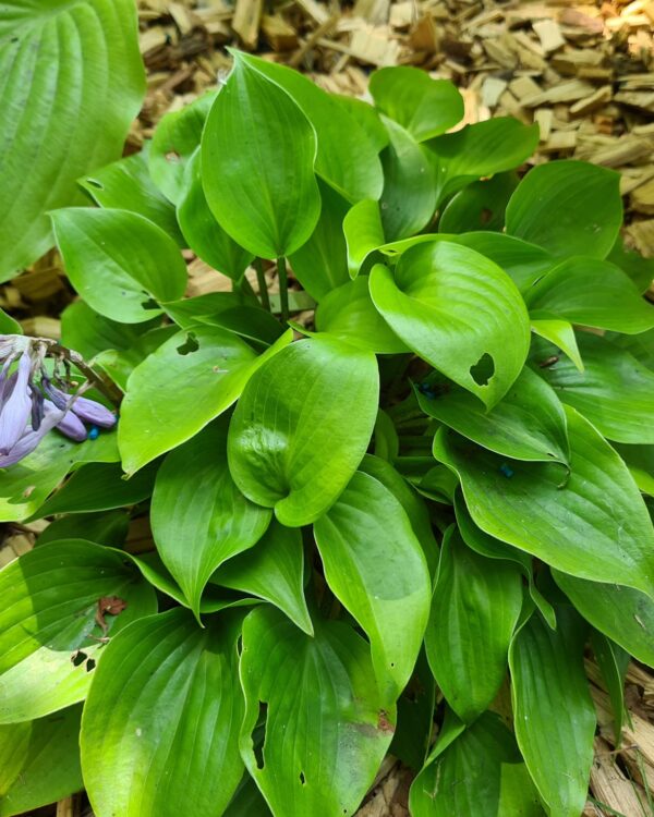 Appletini(small) hosta