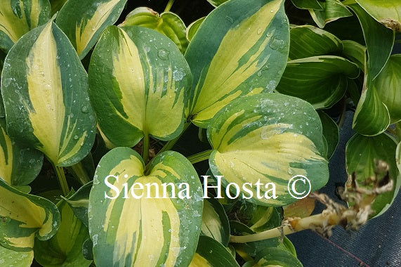 Beach Boy(Medium/Large) hosta