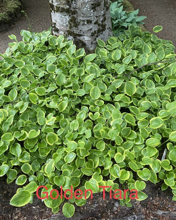 Golden Tiara(Medium) hosta