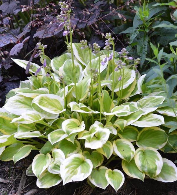 Heavenly Tiara(Small) hosta