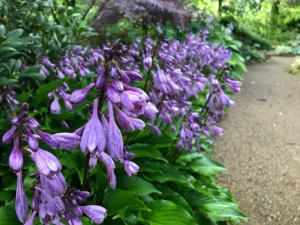 Hostaer med mørkelilla blomster langs sti