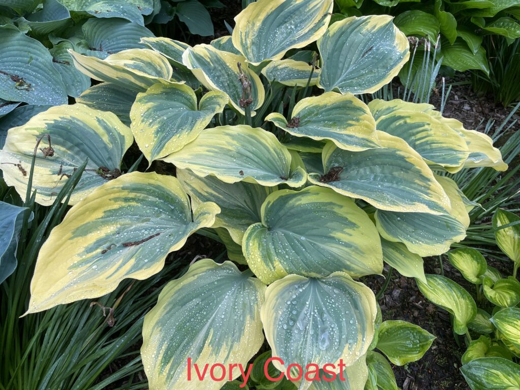 Ivory Coast(Medium) hosta