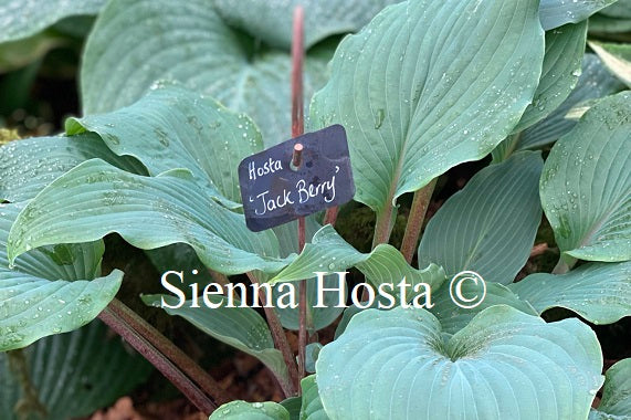 Jack Berry(Medium-large) hosta