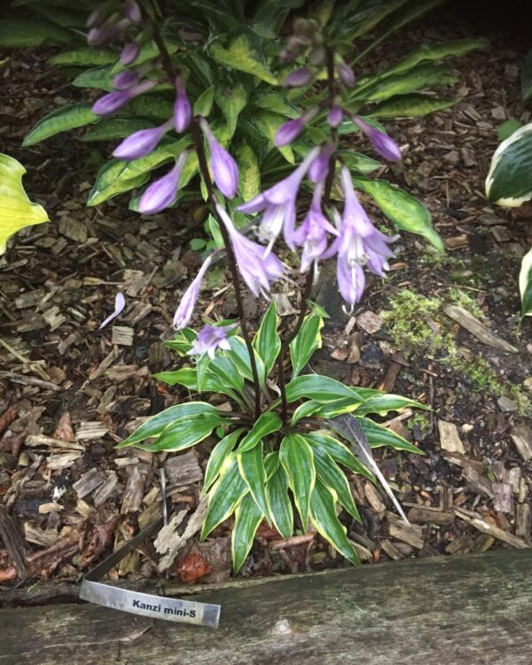 Kanzi(mini/Small) hosta