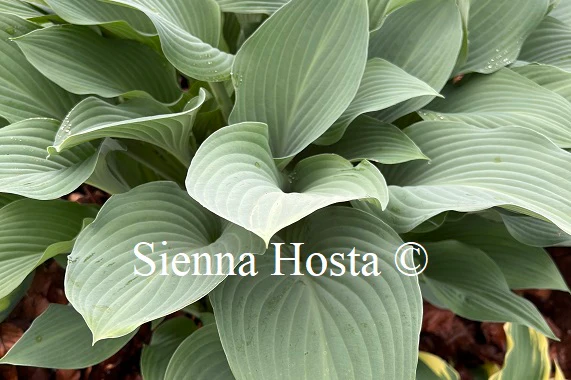 Krossa Regal ( Large) hosta