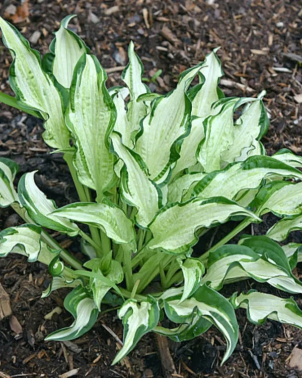 London Bridge(Medium)