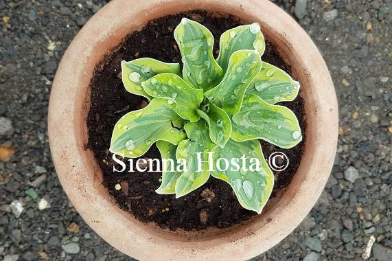 Lucky Mouse(mini) hosta